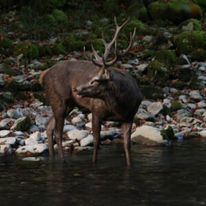 photo d'un cerf qui s'abreuve