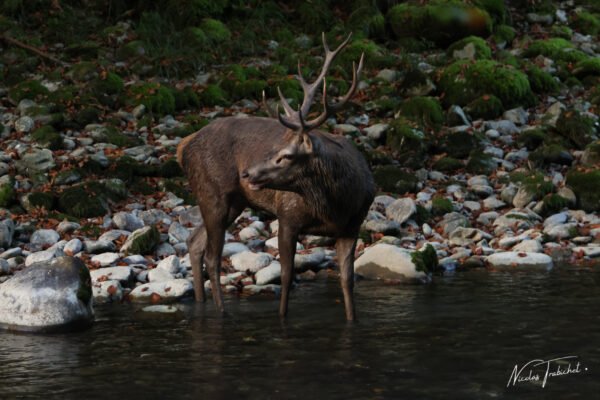 photo d'un cerf qui s'abreuve