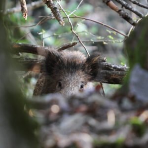 Sanglier qui se cache