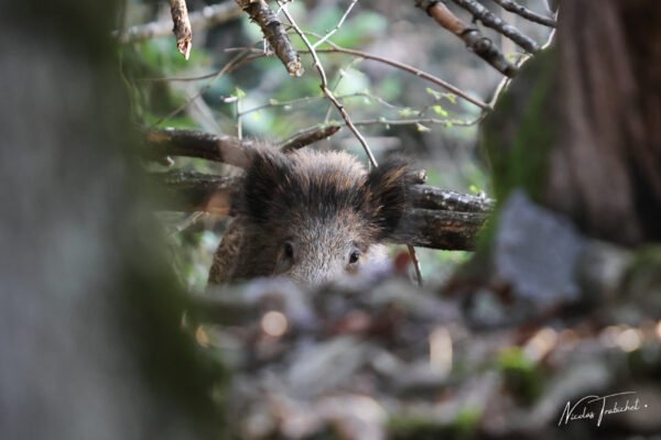 Sanglier qui se cache