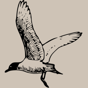 Oiseaux