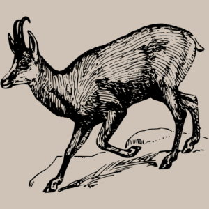 Chamois